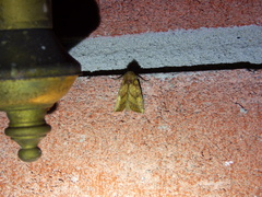 Papaipema cataphracta