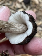 Pluteus
