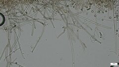 Byssocorticium caeruleum