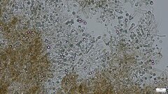 Byssocorticium caeruleum