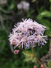 Aristeguietia salvia