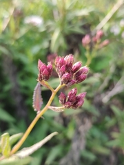 Aristeguietia salvia