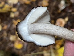 Pluteus