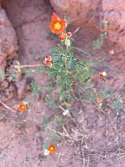Sphaeralcea parvifolia