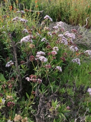Aristeguietia salvia