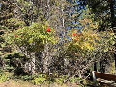Sorbus scopulina
