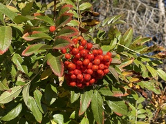 Sorbus scopulina