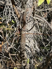 Sorbus scopulina