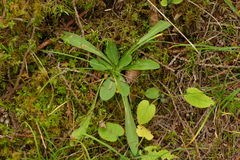 Pilosella piloselloides