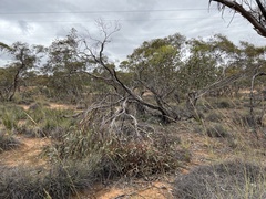 Eucalyptus incrassata