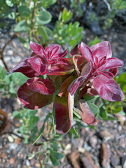 Arctostaphylos pringlei