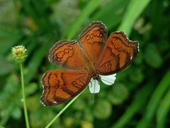 Junonia hedonia