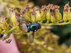 Entomophthora
