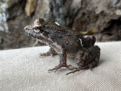 Leptodactylus