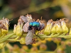 Entomophthora