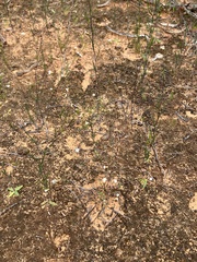 Podolepis capillaris