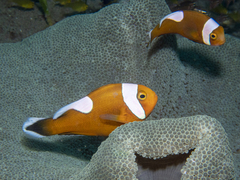 Amphiprion polymnus