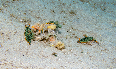 Nembrotha kubaryana