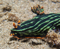 Nembrotha kubaryana