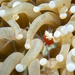 Mushroom Coral Shrimp - Photo (c) Robin Gwen Agarwal, some rights reserved (CC BY-NC), uploaded by Robin Gwen Agarwal