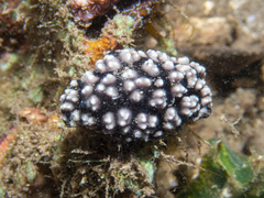 Phyllidiella