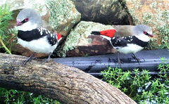 Stagonopleura guttata