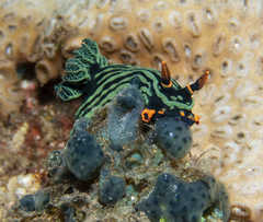 Nembrotha kubaryana