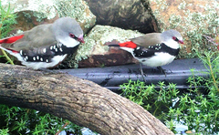 Stagonopleura guttata