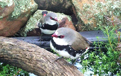 Stagonopleura guttata