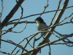 Microspingus melanoleucus