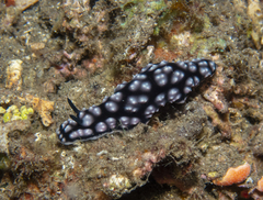 Phyllidiella