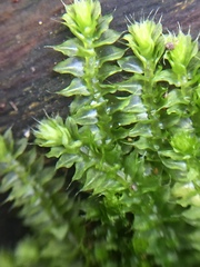 Racopilum cuspidigerum