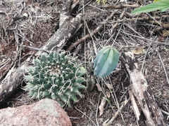 Mammillaria magnimamma