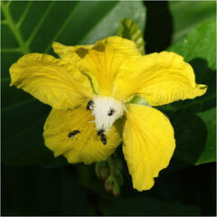 Dillenia suffruticosa