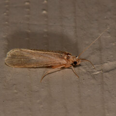 Polycentropodidae