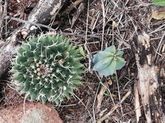 Mammillaria magnimamma