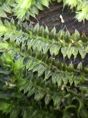 Racopilum cuspidigerum