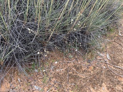 Podolepis capillaris