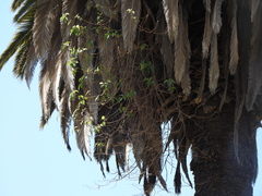 Tracheophyta