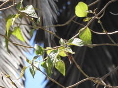 Tracheophyta