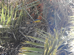Rauenia bonariensis