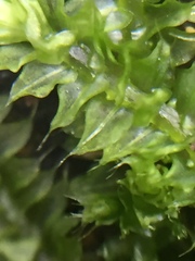 Racopilum cuspidigerum