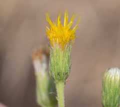 Heterotheca oregona