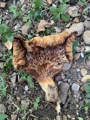 Omphalotus subilludens