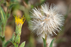 Heterotheca oregona