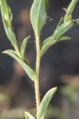Heterotheca oregona