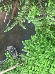 Racopilum cuspidigerum