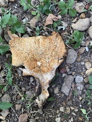 Omphalotus subilludens