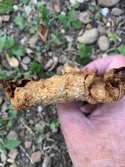 Omphalotus subilludens