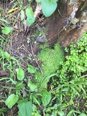 Racopilum cuspidigerum